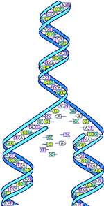 DNA Split