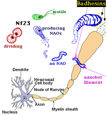 NAOP.png