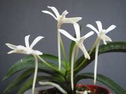 Neofinetia