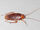 800px-American-cockroach.jpg