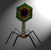 Bacteriophage diagram