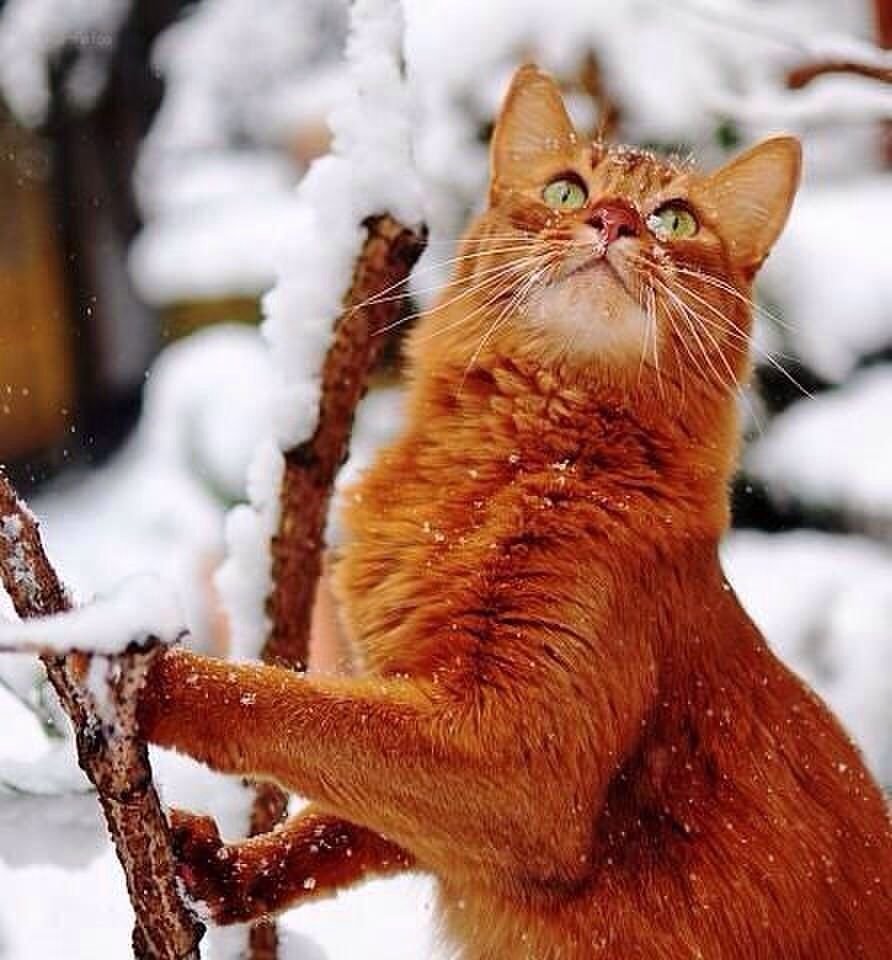 Огненно рыжий кот