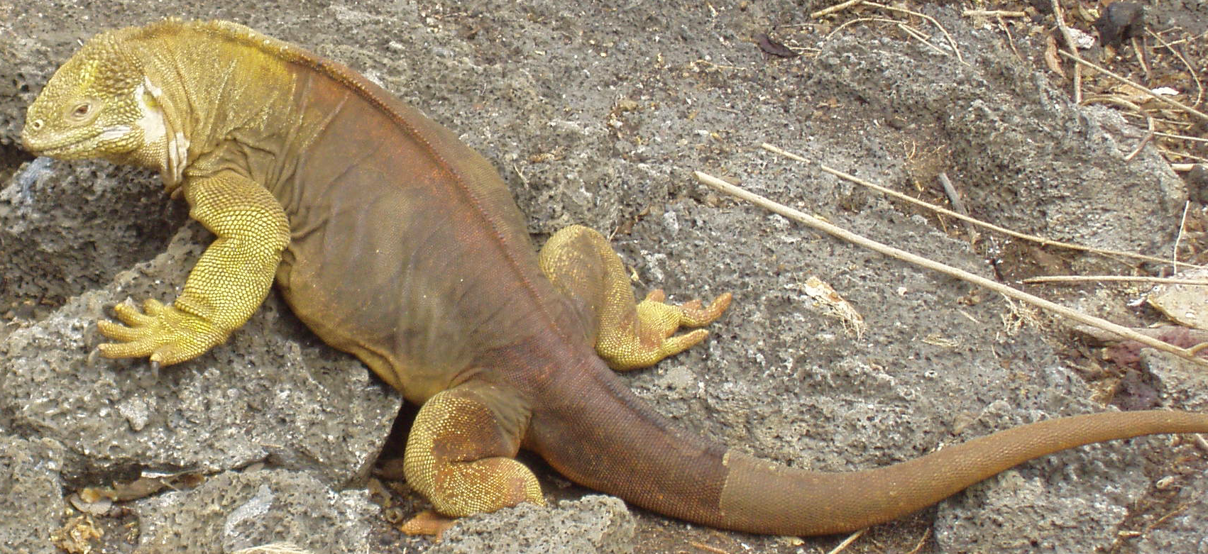 Giant desert iguana (SciiFii) | Novum Terram Wiki | Fandom