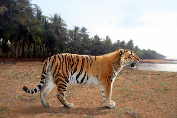 Trinil tiger