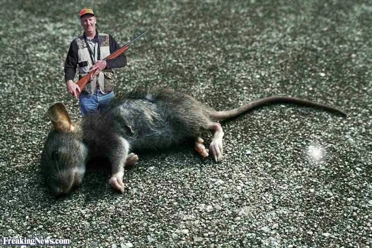 Giant Mouse | Novum Terram Wiki | Fandom
