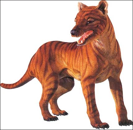 Thylacine - Simple English Wikipedia, the free encyclopedia