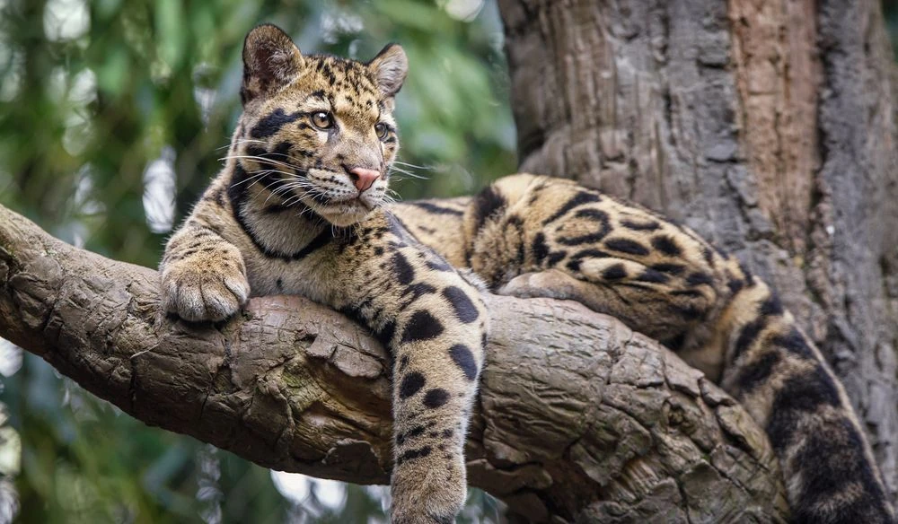 New Zealand Clouded Leopard | Novum Terram Wiki | Fandom