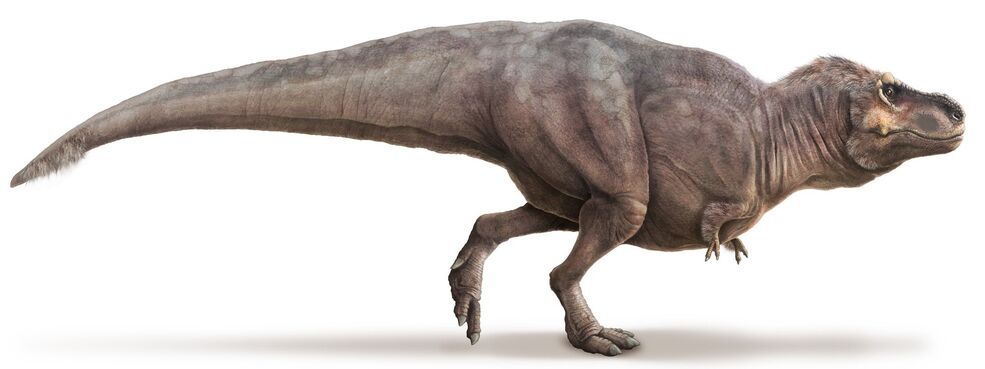 Zoologist Tyrannosaurus Rex Deluxe Bottle