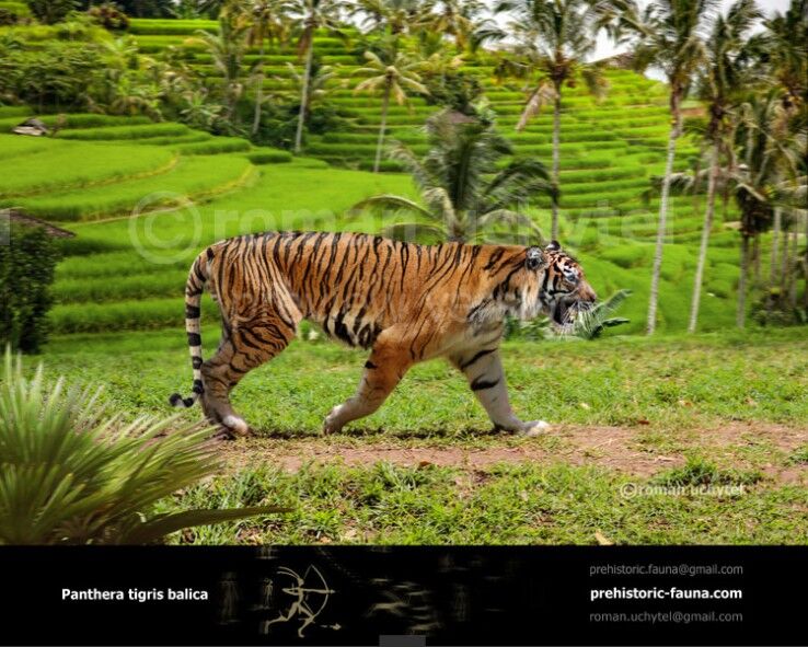 Subspecies of Tigers in the World - Taman Safari Bali