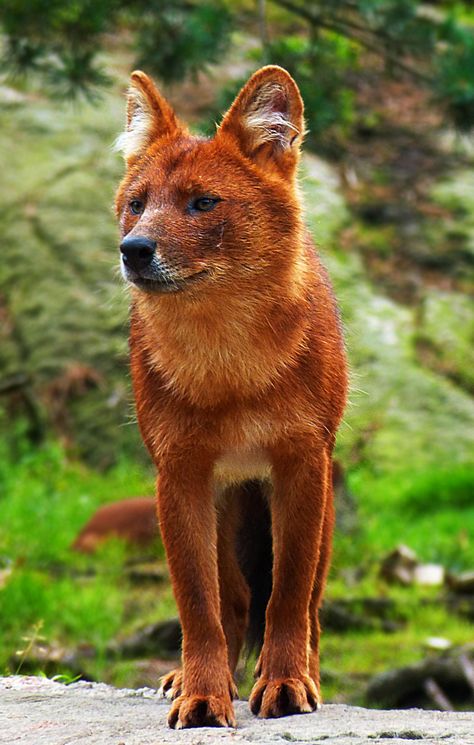 Dhole - Wikipedia