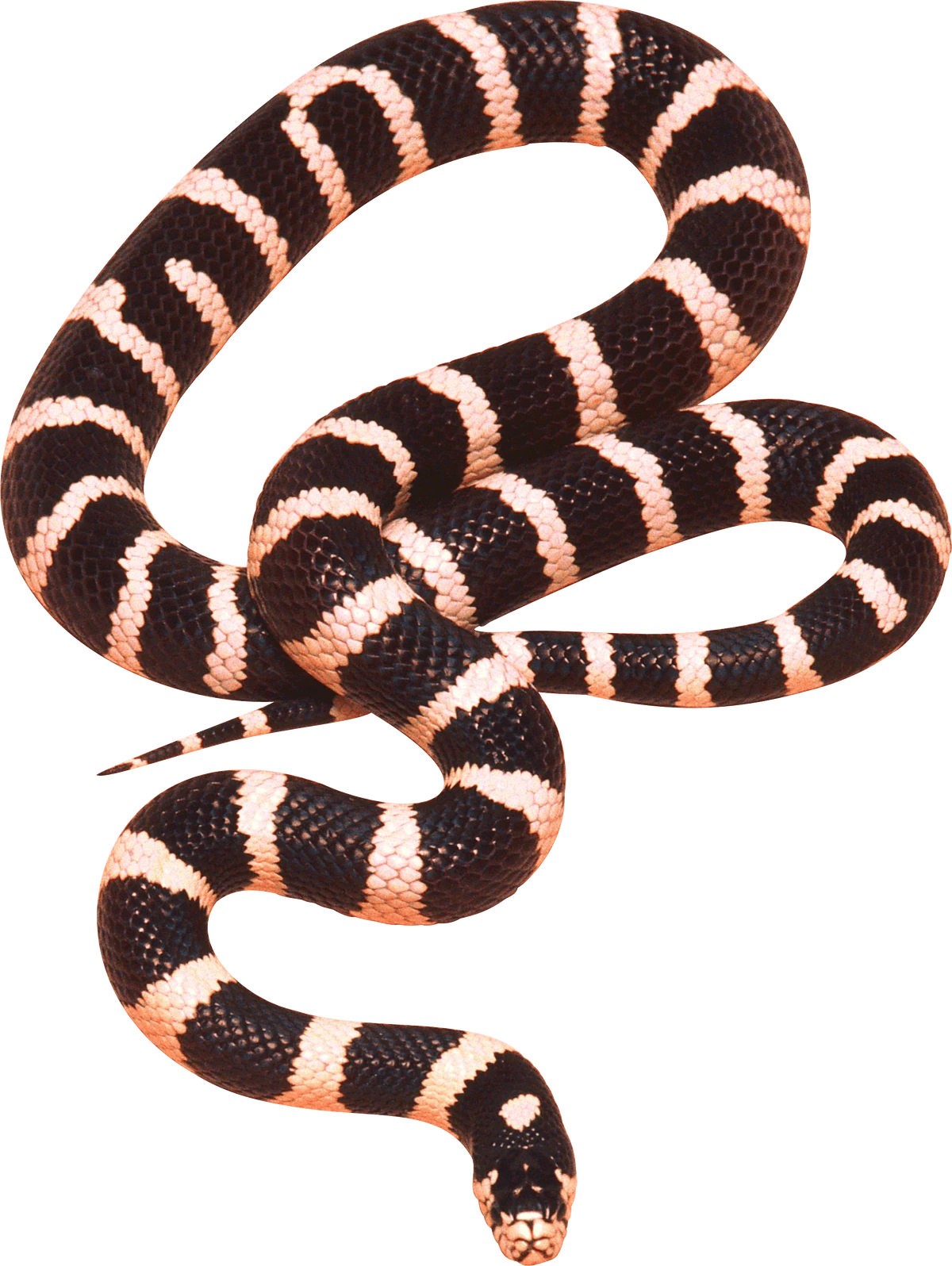 Boot snake (SciiFii) Novum Terram Wiki Fandom