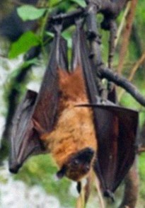 giant fox bat