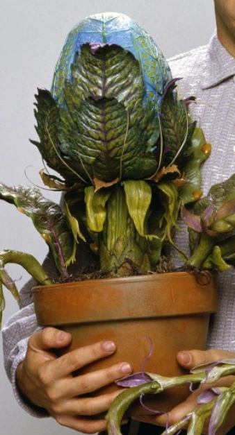 cebu blue philodendron 6" Live Pothos Plant Wekiva Foliage LLC