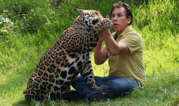 Jaguar house cheap cat