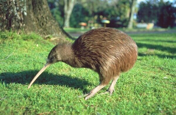 kiwi animal