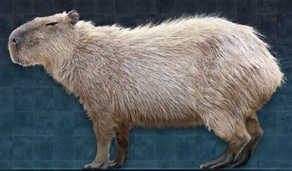 North American capybara (SciiFii), Novum Terram Wiki