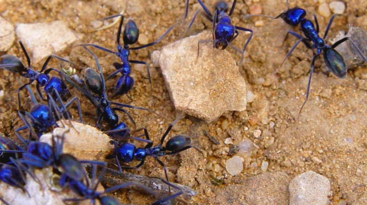 Ice ant (SciiFii) | Novum Terram Wiki | Fandom
