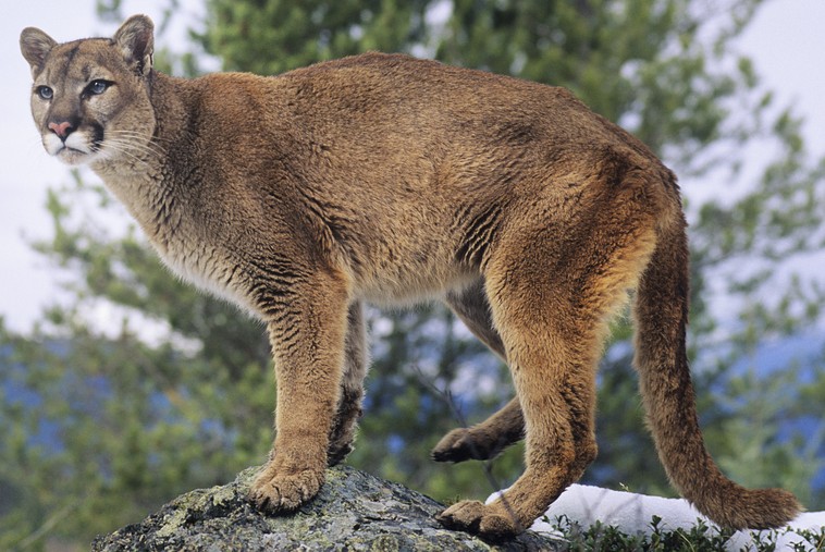 Eastern cougar (SciiFii) | Novum Wiki |