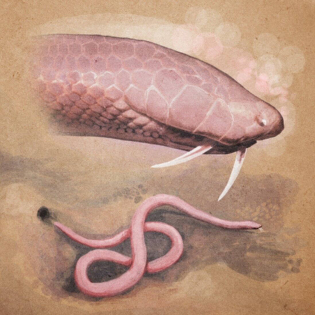 Mongolian sand worm (SciiFii), Novum Terram Wiki