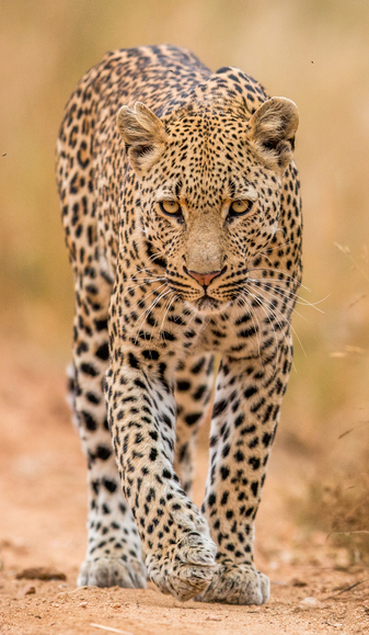 North American Leopard, Novum Terram Wiki