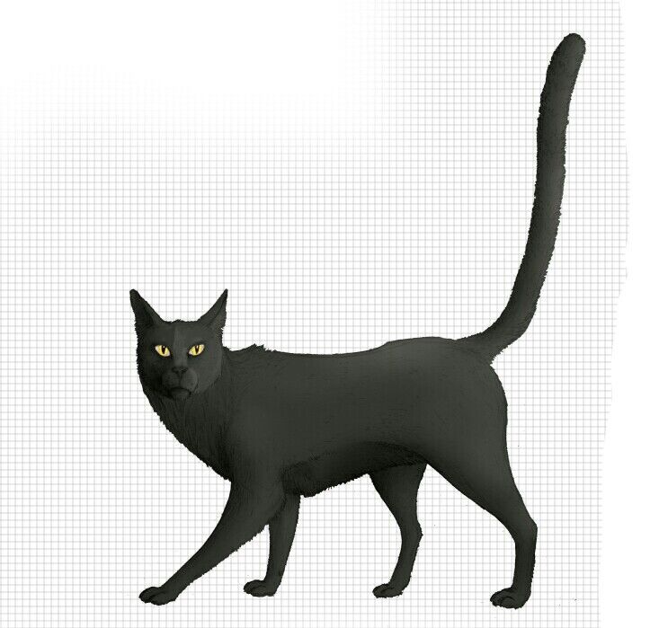 Panthercat, Novum Terram Wiki