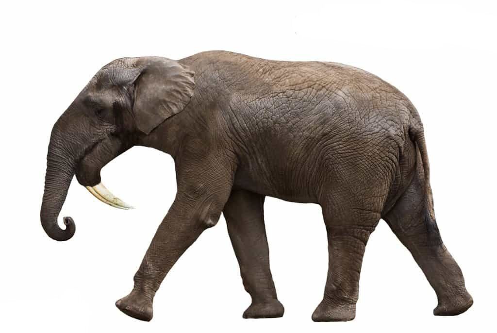 African Deinotherium (SciiFii) | Novum Terram Wiki | Fandom