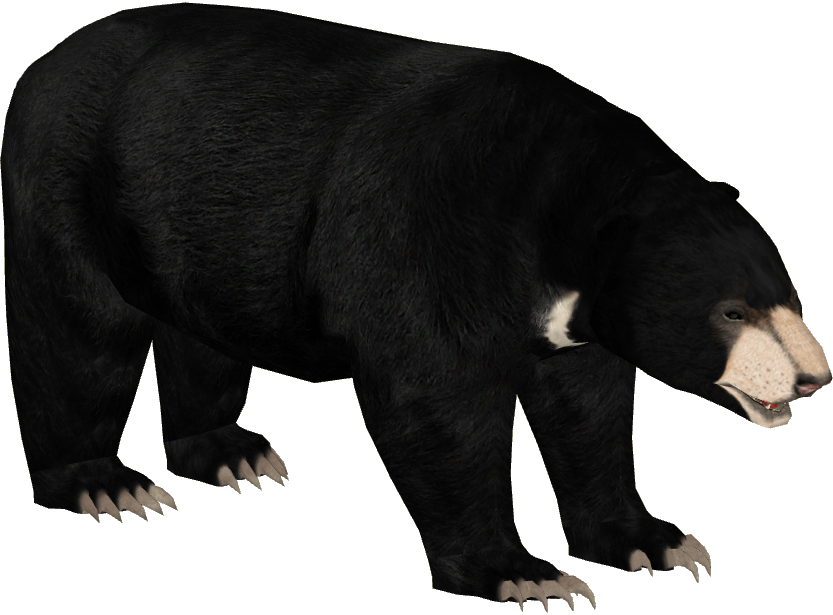 Sun bear - Wikipedia