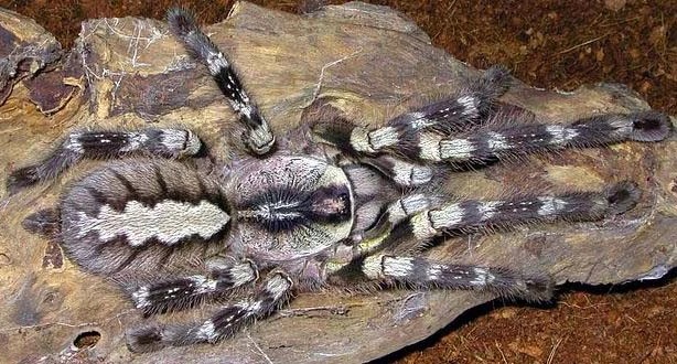 American zebra tarantula (SciiFii) | Novum Terram Wiki | Fandom