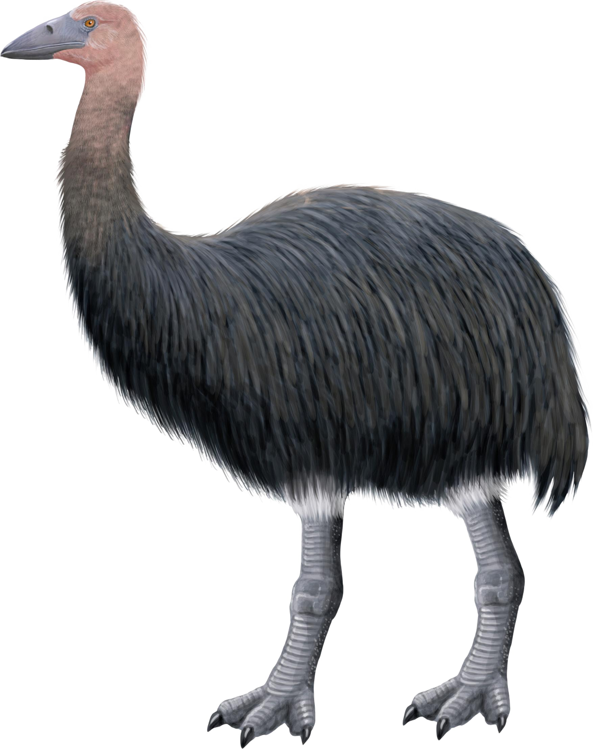 Elephant bird (SciiFii) | Novum Terram Wiki | Fandom