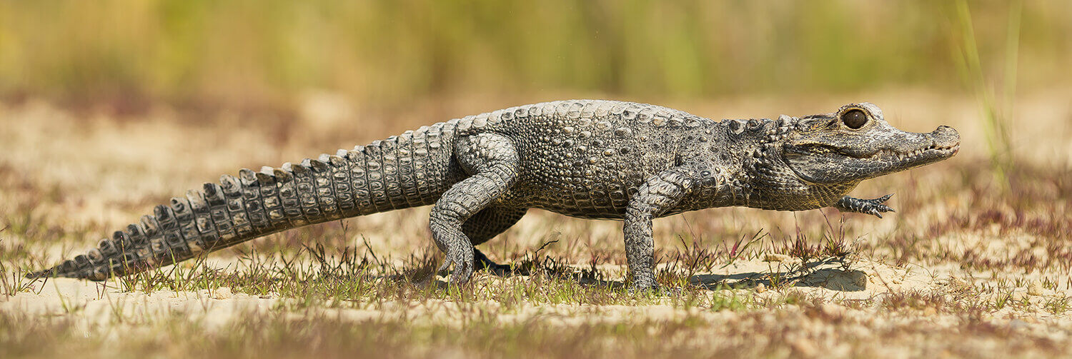 Prado Crocodile | Novum Terram Wiki | Fandom Prado Crocodile | Novum Terram Wiki | Fandom