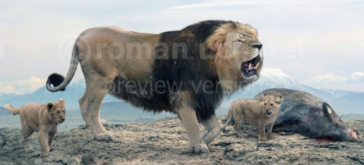 Берберский лев фото последнее Barbary Lion Novum Terram Wiki Fandom
