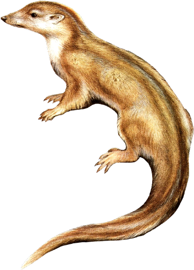 American hamster, SciiFii Wiki