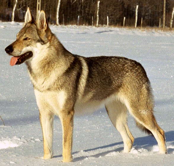 Vlcak dog cheap