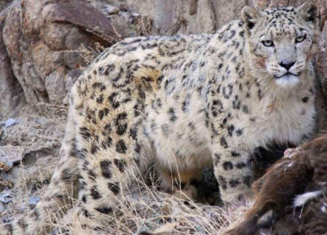 Alaskan snow leopard (SciiFii), Novum Terram Wiki
