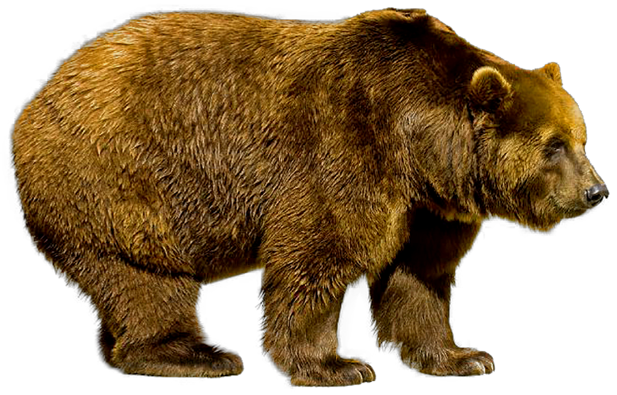 Brown bear - Wikipedia