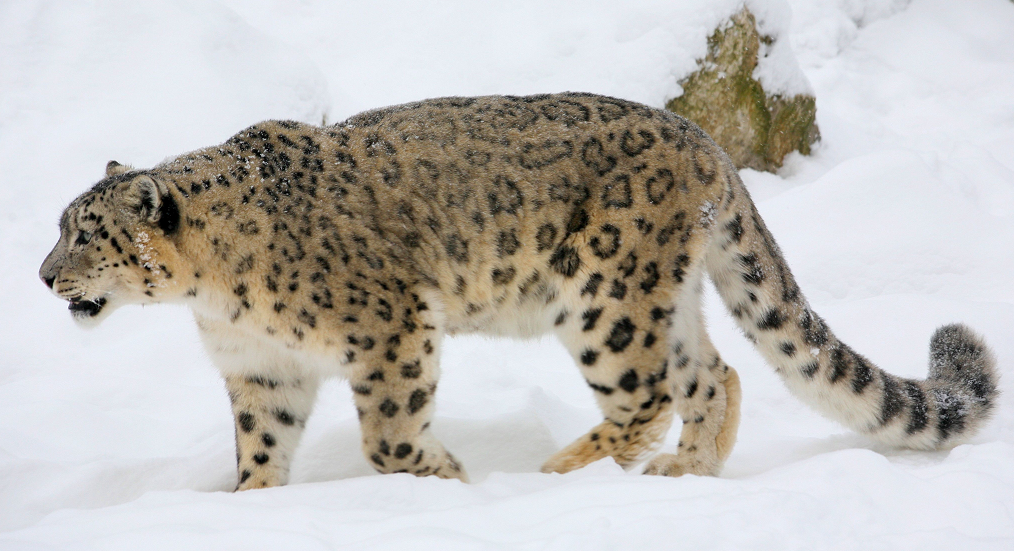 Alaskan snow leopard (SciiFii), Novum Terram Wiki