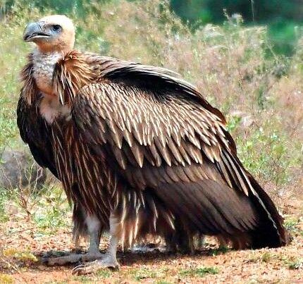 Common griffon, bird