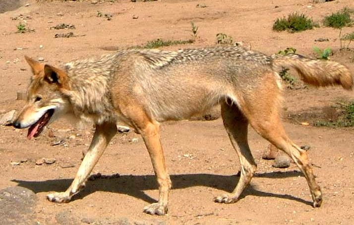 Syrian gray wolf (SciiFii) | Novum Terram Wiki | Fandom Syrian gray wolf (SciiFii) | Novum Terram Wiki | Fandom