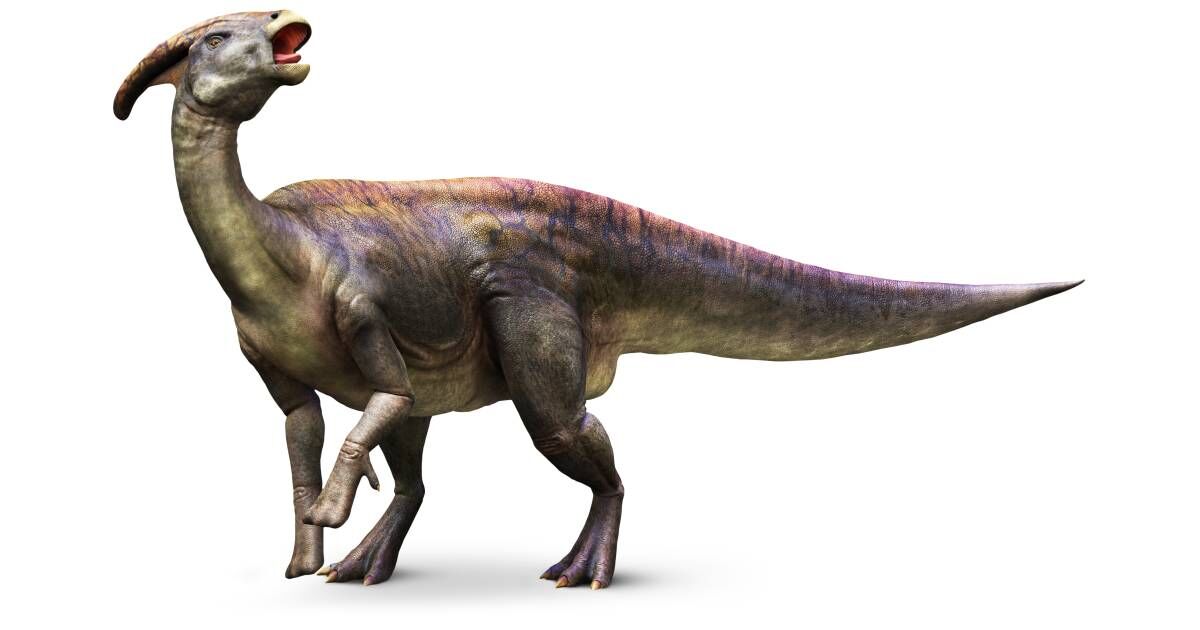 Antigo Pangolim Parasaurolophus. Animal Pré-histórico Com Um