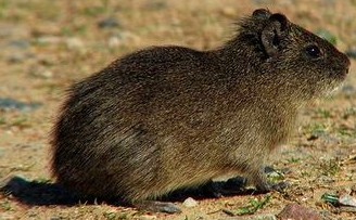 American hamster, SciiFii Wiki