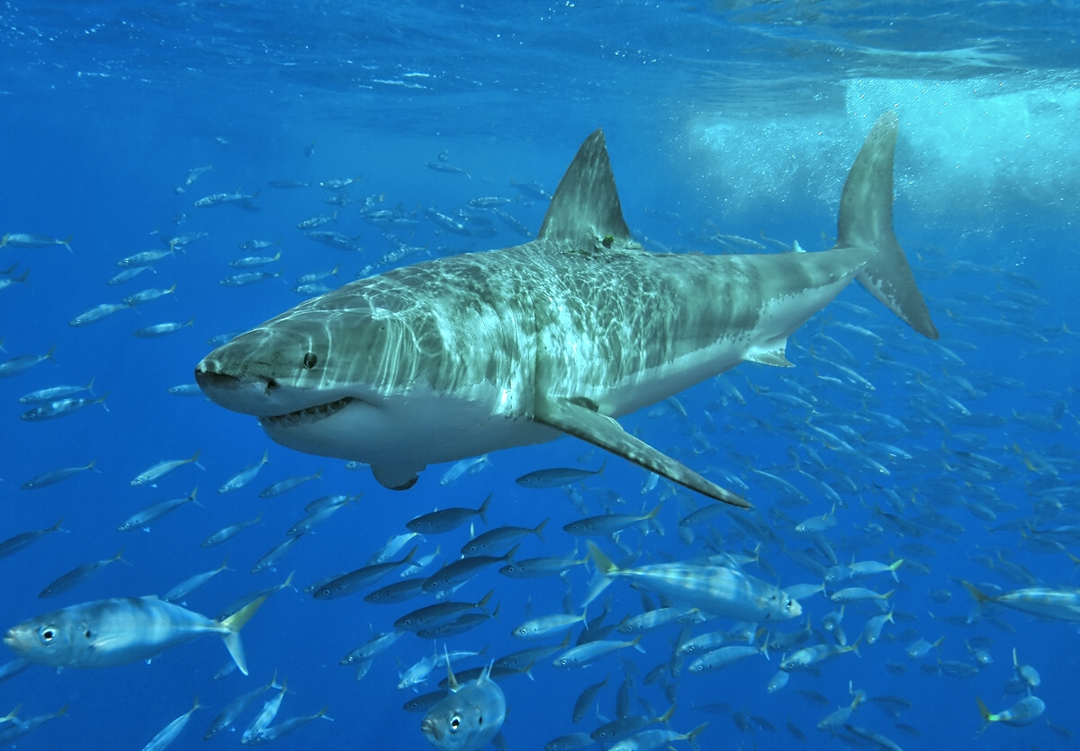 Great white shark | Novum Terram Wiki | Fandom
