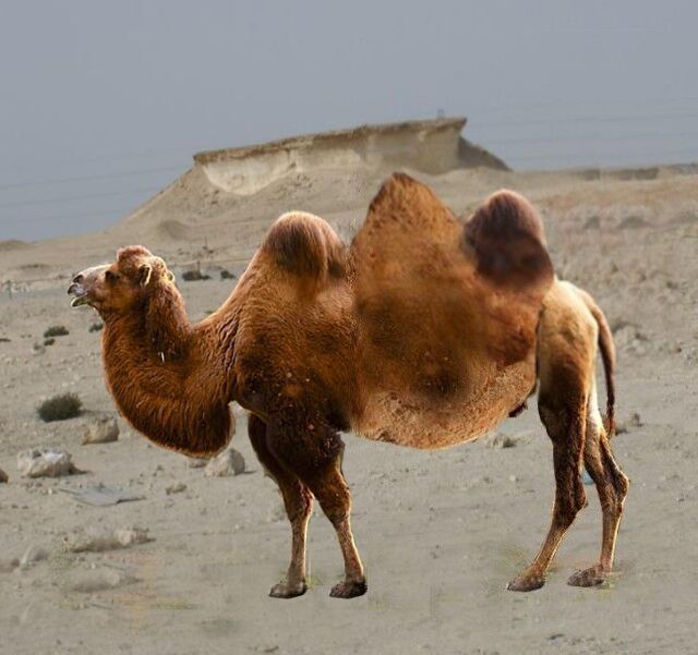 Camel toe - Wikipedia
