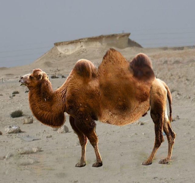 Numéro Un - Trio Camel