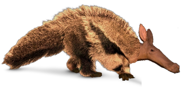 Brush-Tailed Aardvark | Novum Terram Wiki | Fandom