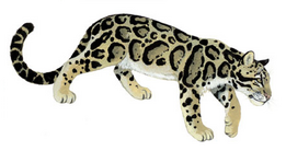 Imperial clouded leopard (SciiFii) | Novum Terram Wiki | Fandom
