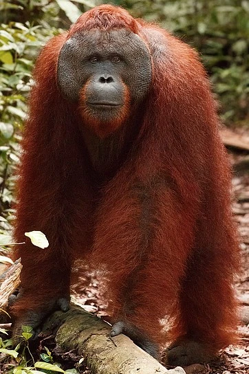 【Orangutan】羽毛布団　superior1 BUCHENBAUM New Guinean orangutan (SciiFii) | Novum Terram Wiki | Fandom