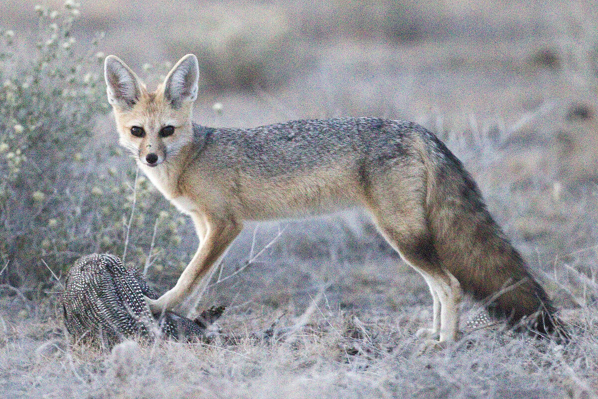 Bengal fox – Fox Protection International