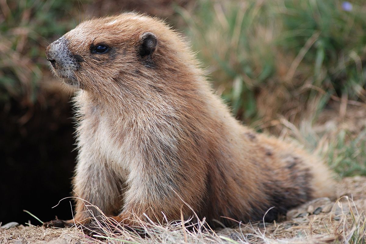 Lemming, The Most Extreme Wiki