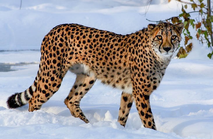 Alaskan snow leopard (SciiFii), Novum Terram Wiki