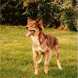 Hare Indian Dog